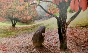 細谷柿子樹旁的禱告石