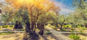 客西馬尼園禱告-心靈固然願意，肉體卻軟弱了：4個禱告不順時的解決方法