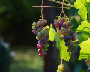 grapes 1659118 1920